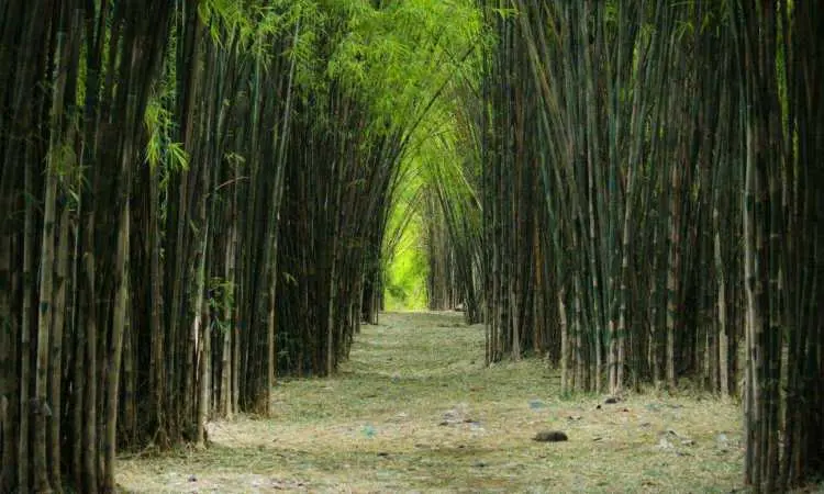 Hutan Bambu Keputih Surabaya: Keajaiban Alam yang Mengagumkan